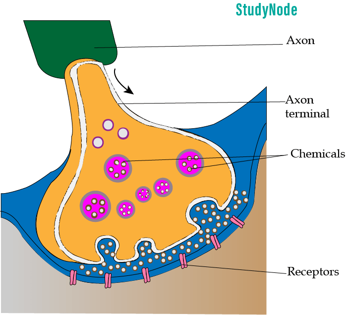 Chemical-synapse