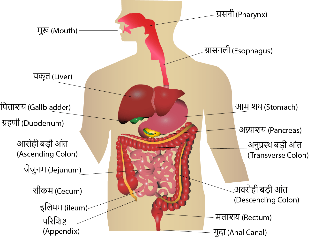 Digestive-System