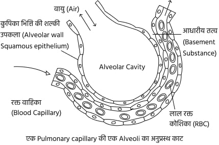 Exchange-Transport-of-Gases.jpg