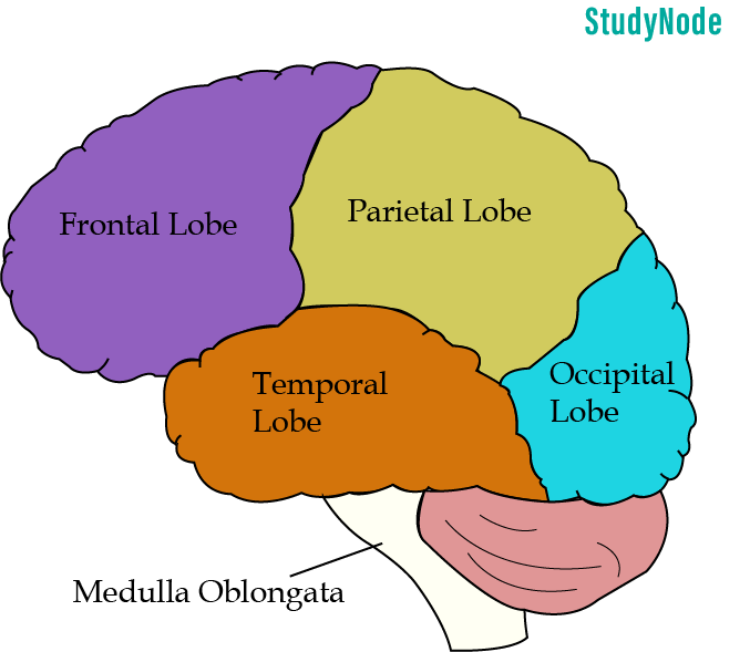 Human-Brain-image