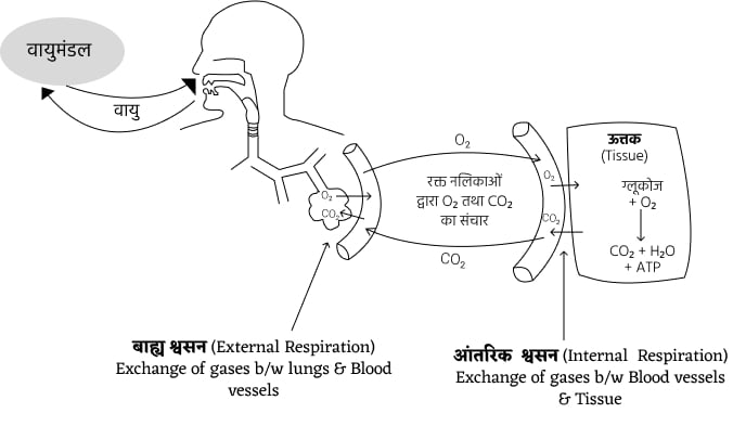 Human-Respiration