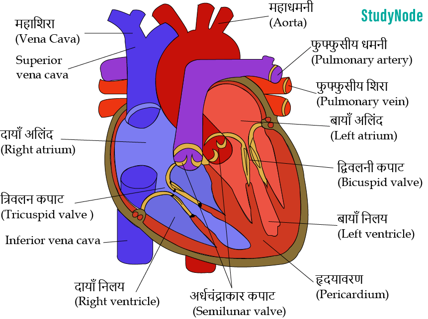 Human-heart-2