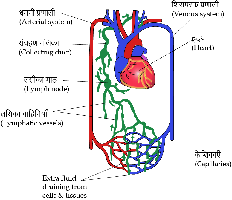 Lymph