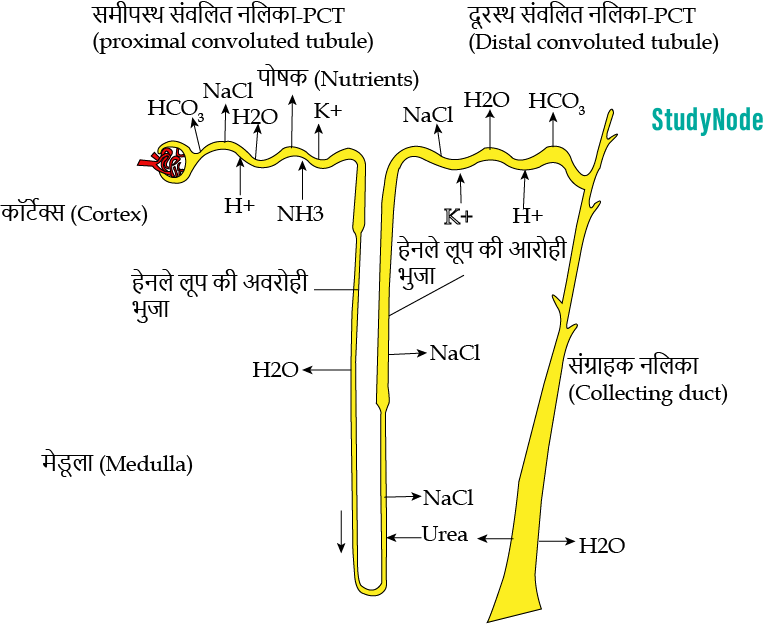 Nephron-ke-part-1