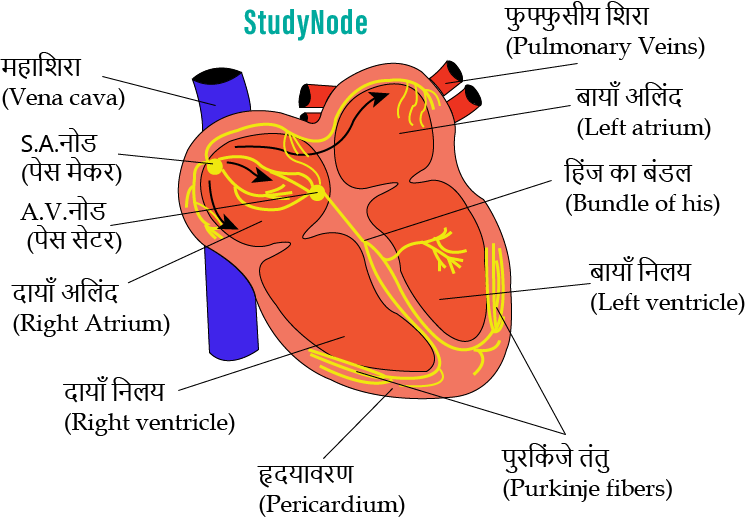 Nodal-tissue-1