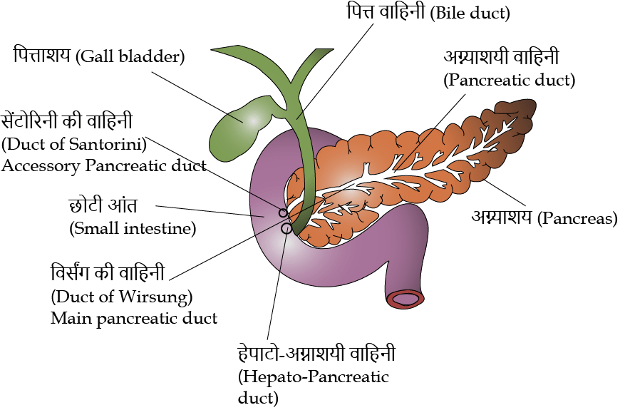 Pancreas-pn.png