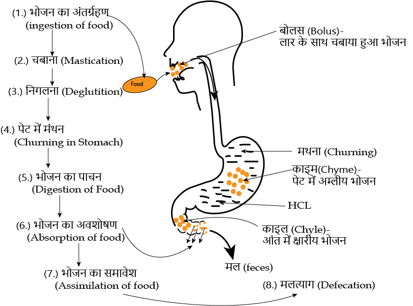 Process-of-digestion-1