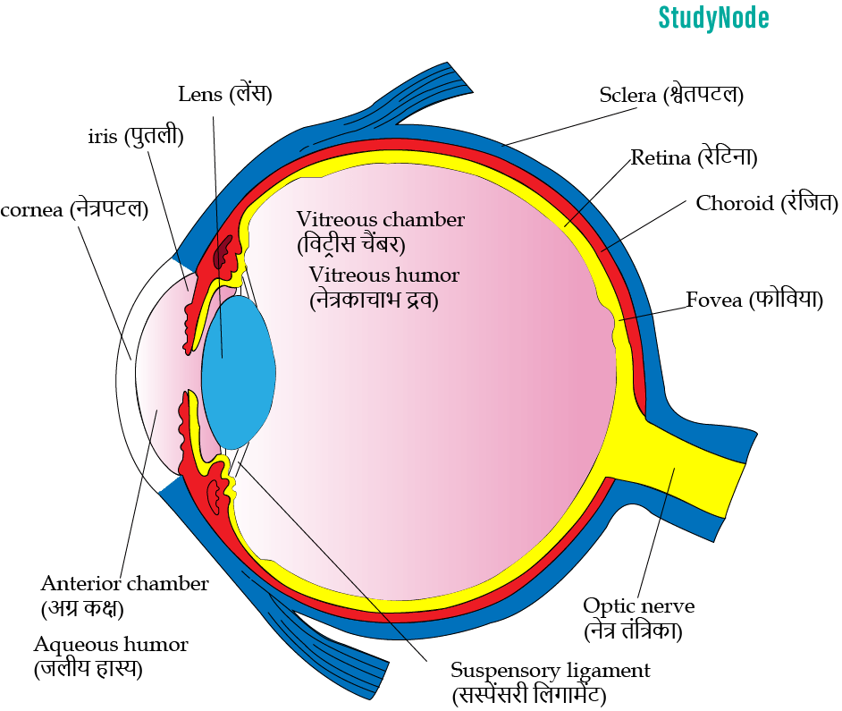 eye-image